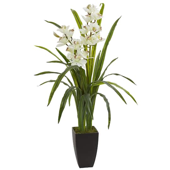 3ft. Boat Orchid Plant in Planter